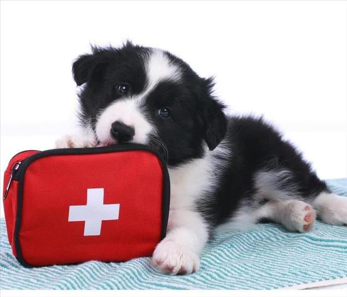 Puppy with an emergency kit