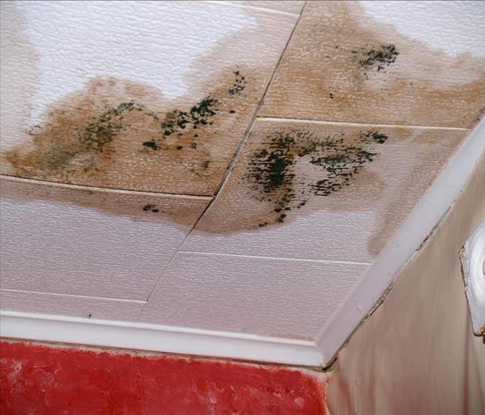 Wet ceiling tiles and black mold growth